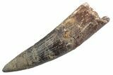 Fossil Spinosaurus Tooth - Real Dinosaur Tooth #360188-1